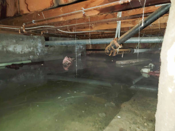 Best Flooded house restoration  in Mcgraw, NY